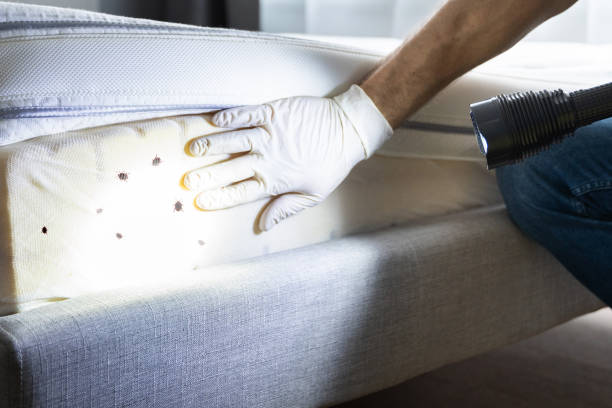 Best Pest Inspection Near Me  in Orange Beach, AL