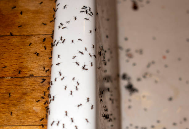 Best Pest Removal Services  in Orange Beach, AL