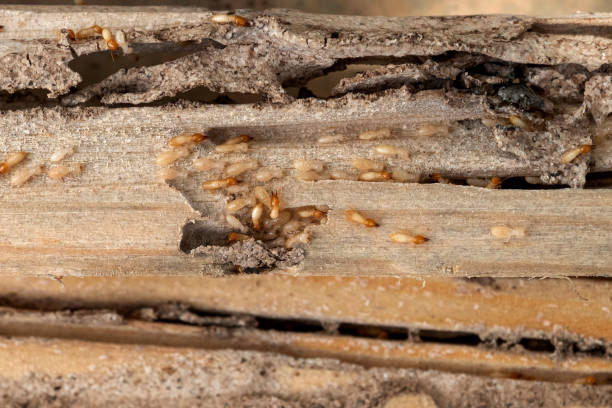 Best Emergency Pest Control  in Orange Beach, AL